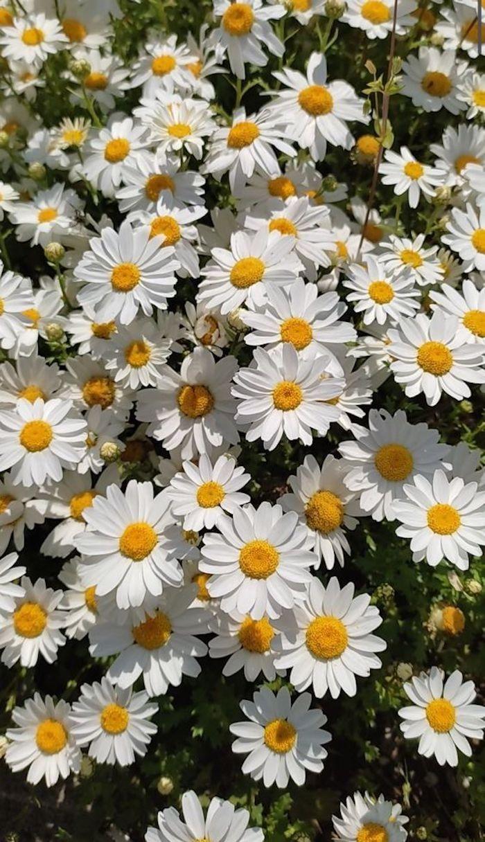 Eternal Grace Sophisticated Petal Symphony